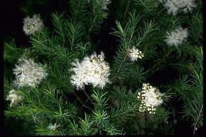 τεϊόδεντρο βιολογικό αιθέριο έλαιο