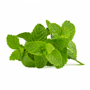 mint organic essential oil