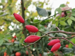 άγριο τριαντάφυλλο