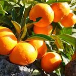 Μανταρίνι Βιολογικό Αιθέριο Έλαιο