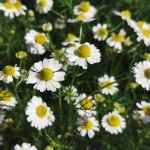 Χαμομήλι Βάμμα