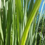 Λεμονόχορτο Βιολογικό Αιθέριο Έλαιο