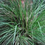 Βέτιβερ Βιολογικό Αιθέριο Έλαιο