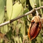 Τζοτζόμπα Βιολογικό Φυτικό Έλαιο