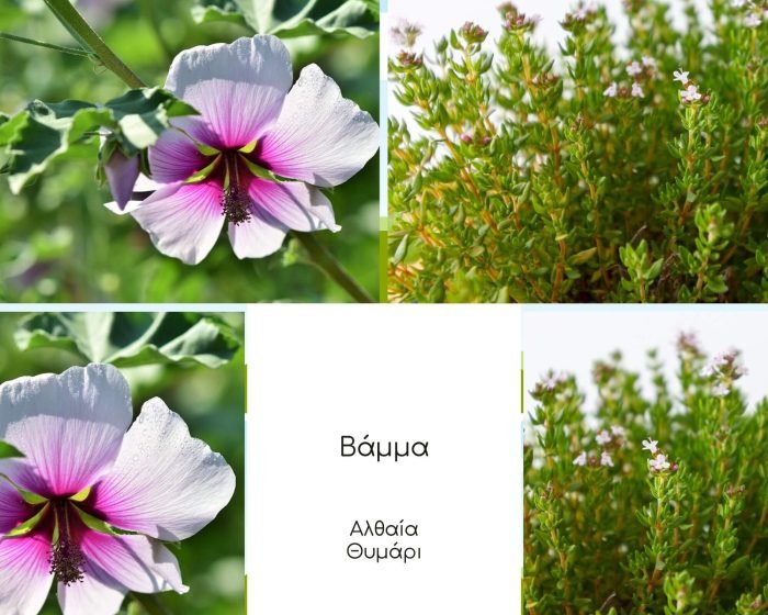 βοτανικό βάμμα μείγμα αλθαία θυμάρι