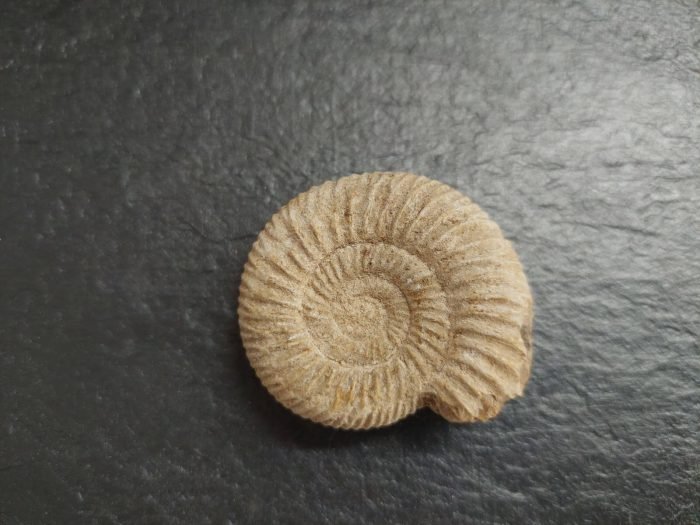 αμμωνίτης ακατέργαστος απολίθωμα μεγάλο μέγςθος φυσικός αμμωνίτης ακατέργαστος