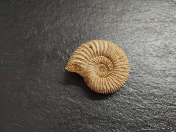 αμμωνίτης ακατέργαστος απολίθωμα μεσαίο μέγεθος φυσικός αμμωνίτης ακατέργαστος