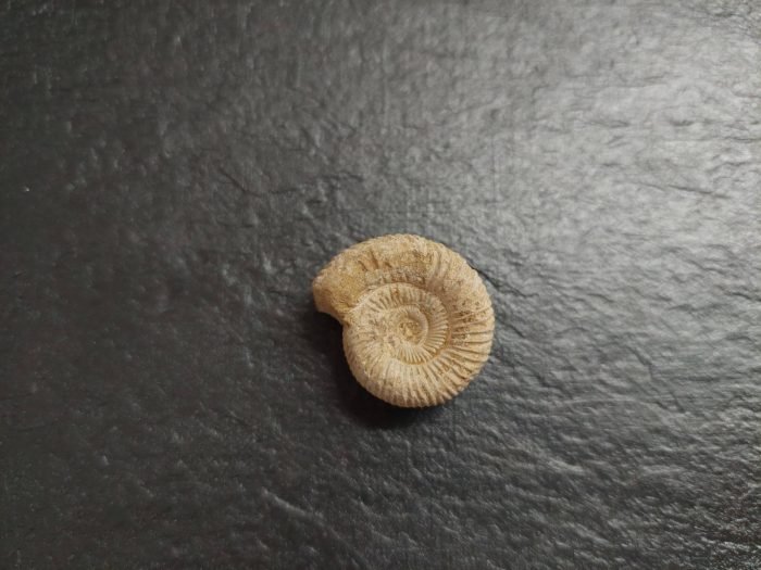 αμμωνίτης ακατέργαστος απολίθωμα μικρός φυσικός αμμωνίτης ακατέργαστος