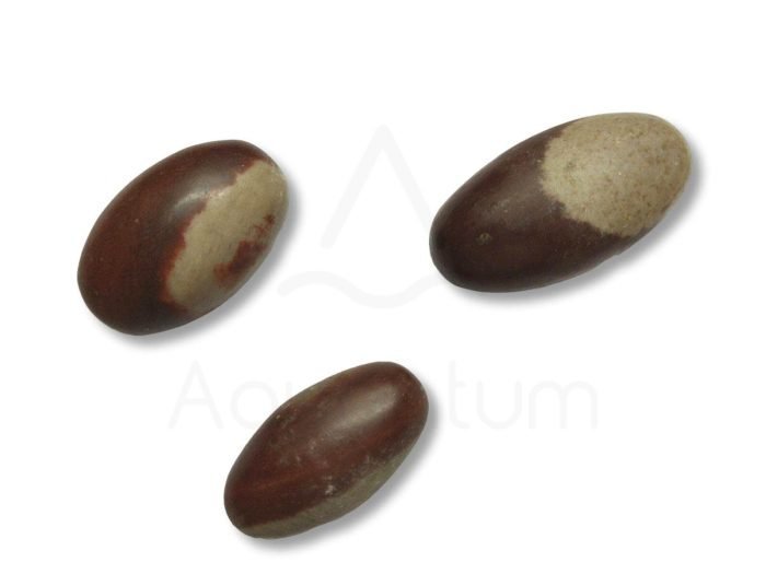 βότσαλο Shiva Lingam εξαιρετικής ποιότητας μεσαίο μέγεθος λίθος Shiva Lingam μεσαίο μέγεθος