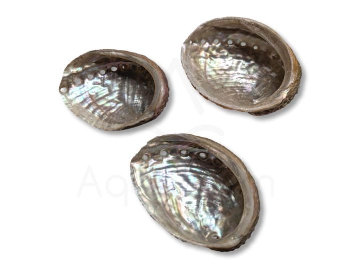 abalone όστρακο Abalone κοχύλια δοχεία θυμιάματος