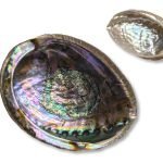 Κοχύλι Abalone