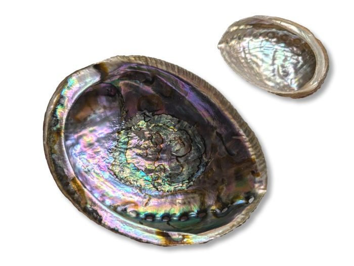 Κοχύλι Abalone Abalone κοχύλι δοχείο θυμιάματος