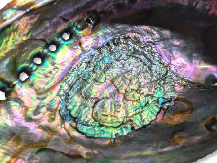 κοχύλι abalone δοχείο θυμιάματος Abalone κοχύλι δοχείο θυμιάματος