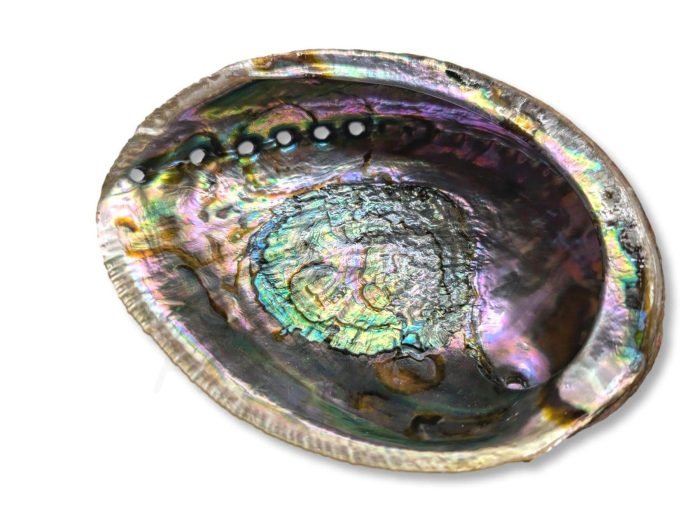 κοχύλι όστρακο abalone Abalone κοχύλι δοχείο θυμιάματος