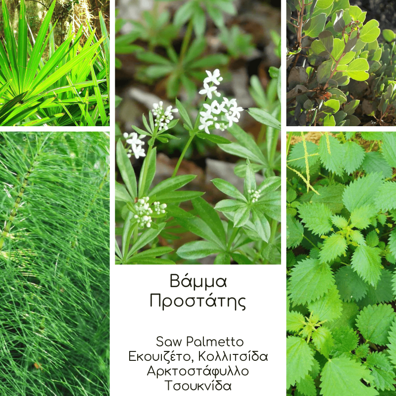 Προστάτης Βάμμα